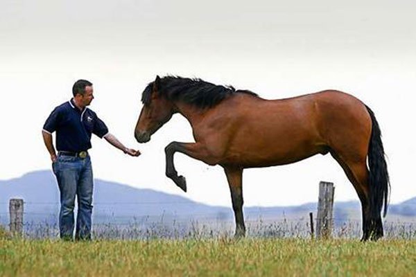 обоняние лошади. Horse muzzle. эмоции лошади. самая красивая лошадь в мире ахал тека. сбор лошади.