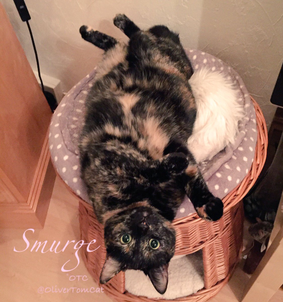 Happy #catboxsunday pals from Smurge who likes to be different! #catbasketsunday (or basket case cat!)Have a great day my furriends💚🐾💚