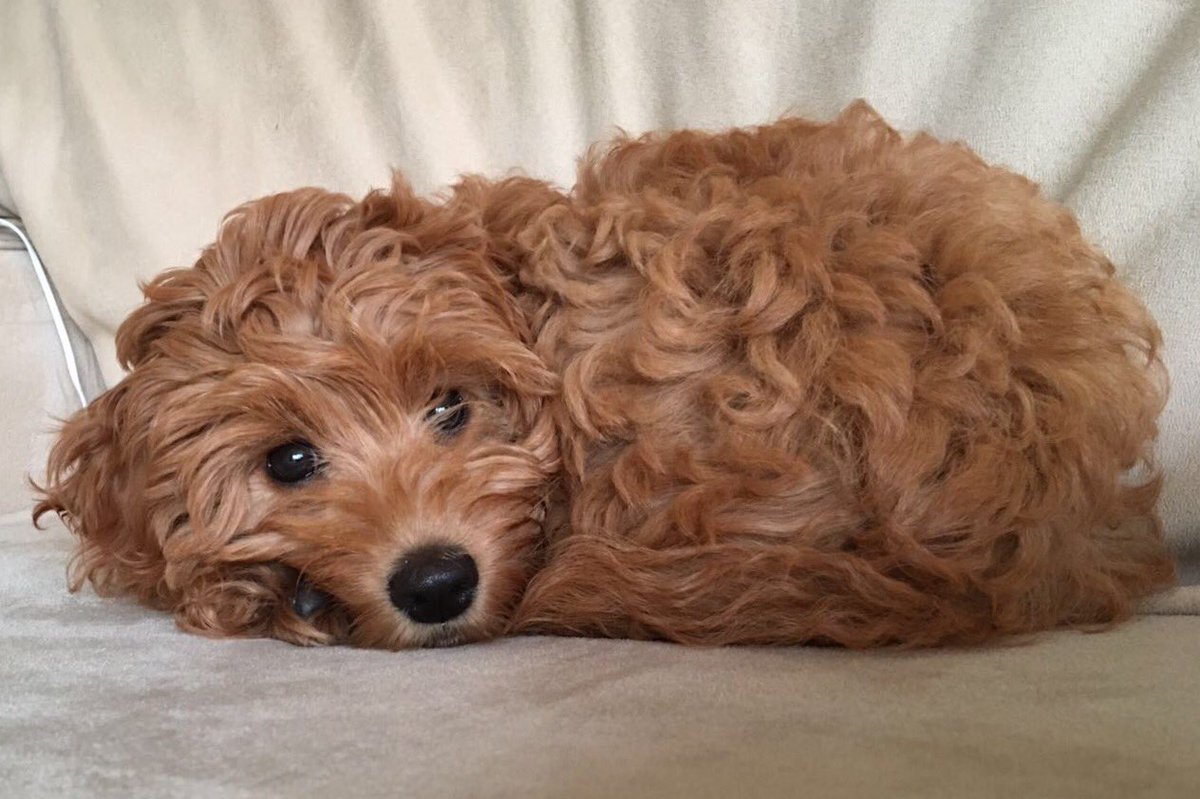 Mornin' :) what's your rule on super cute puppies tagging along while their humans pop in to <a href="/MettricksBeau/">Mettricks Beaulieu</a> for coffee please...?