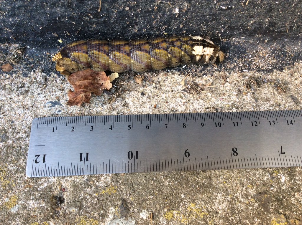 FlippingTeacher's tweet photo. @BBCSpringwatch, @ChrisGPackham, can you tell us who our new friend is? #Autumnwatch #massiveunidentifiedcaterpillar https://t.co/Lm88nNYvEG
