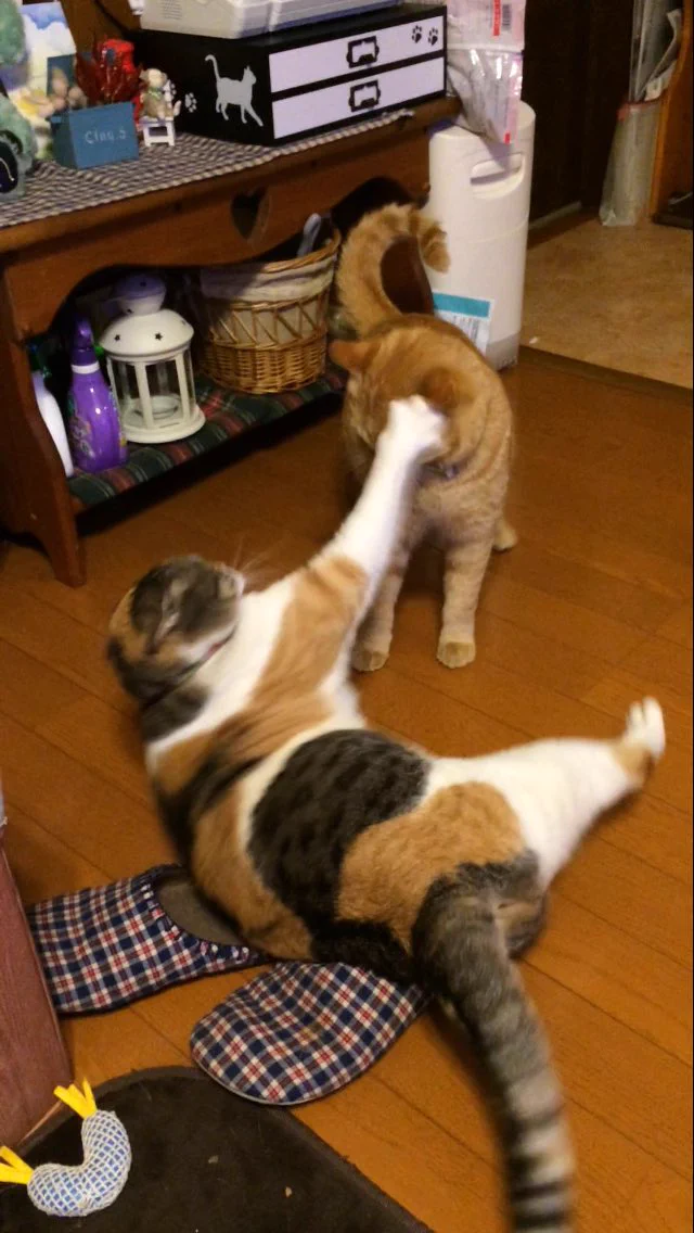 この理想と現実WW猫あるあるだけど、微笑ましいWW