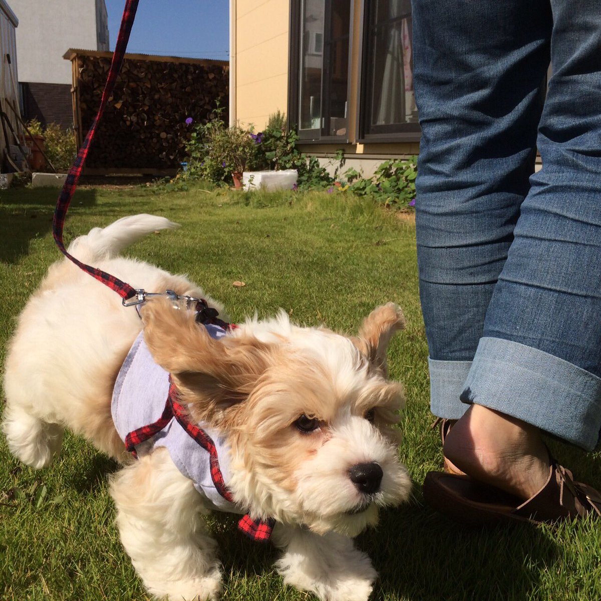 今日は初めて外に出たよ！楽しい！
#Mix犬
#キャバション