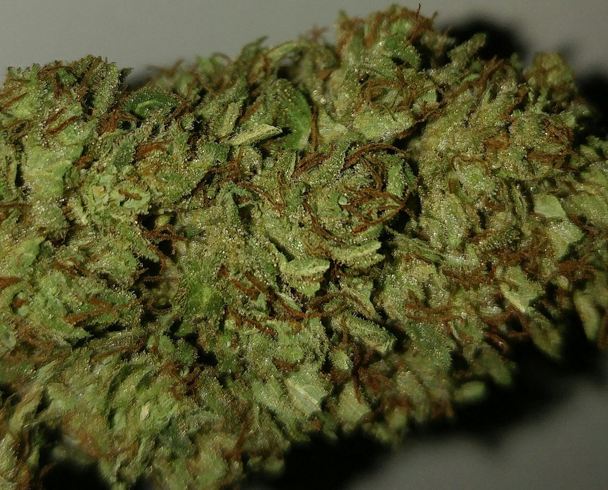mortalmorrison_'s tweet photo. #Trichomes #Weed #420 #Dank #lit #Viral #Peace # Love #meditation #guru #AskMeQuestions #Viral https://t.co/yOjgB16tWA