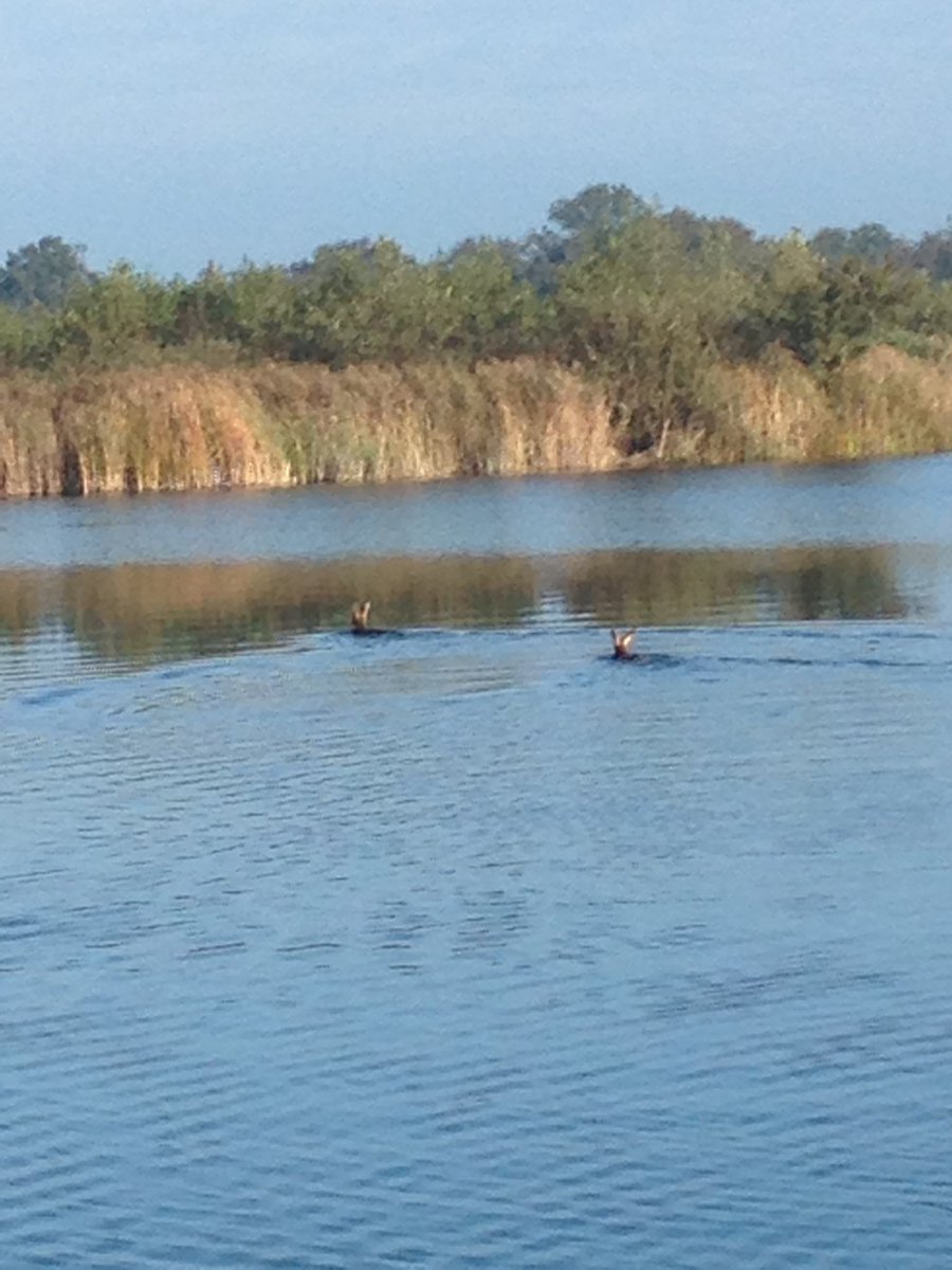 2 zwemmende reeën vanochtend. #natuurbeleving