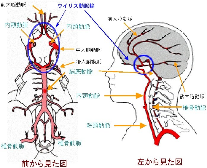 基礎医学のゴロ 知識大辞典 脳血管の位置や 脳のどこを支配しているのか分からない という方へ こうやって並べてみたら分かりやすくなるかも T Co Knfgkjkdxb Twitter