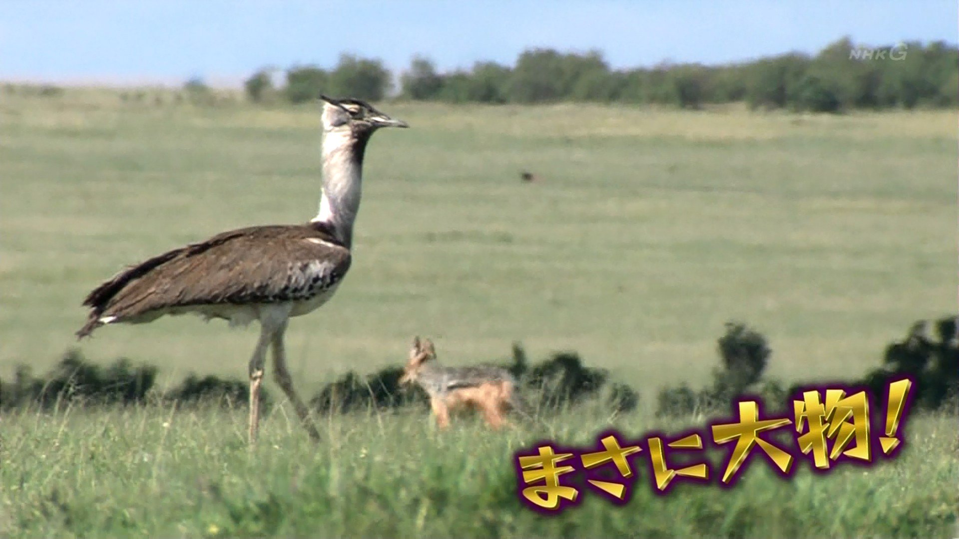 Kurage Raku 態度がデカい怪鳥 アフリカオオノガン Nhk ダーウィンが来た アフリカオオノガン Kurage Raku 態度がデカい怪鳥 アフリカオオノガン Nhk ダーウィンが来た アフリカオオノガン