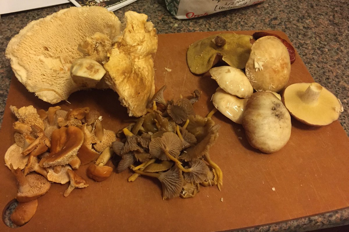 tstou10's tweet photo. Last haul of yr in #NH, but a smattering of #edible/#palatable #fungi: #Hydnum x2, #Craterellus, &amp; #Suillus. Wish me luck in #CA! #phenology https://t.co/I6J0w4bAgl