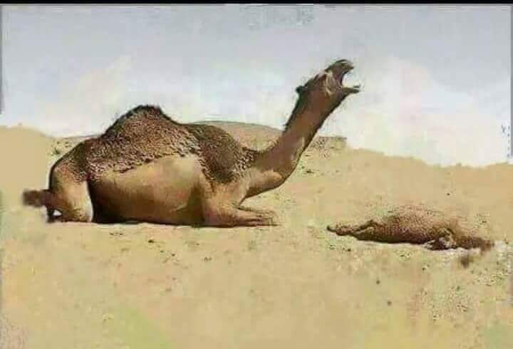 ناگه وتون وتصيح والون كتلها😯
چا ام الشهيد شلون لو راح ابنها😿💔
**