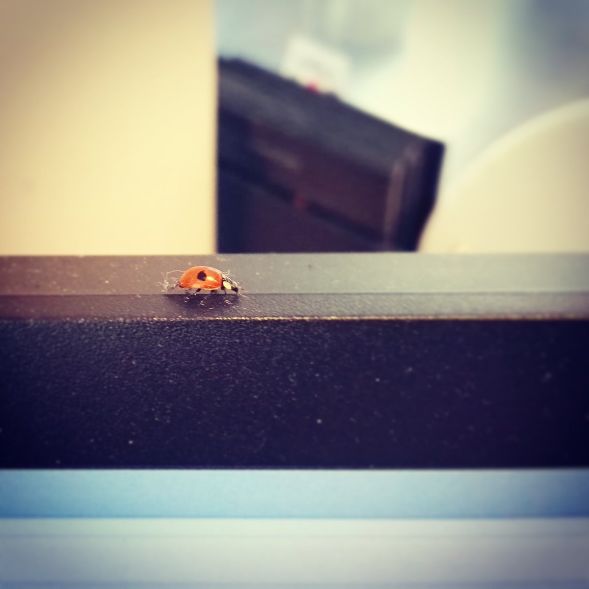 GutterDalkey's tweet photo. Just met @gutterbookshop 's (v dusty) pet! She is very cute. What should I call her? I vote for Franciszka!
#Ladybird #Biedronka #TwoSpot https://t.co/S9IoKe5kH4