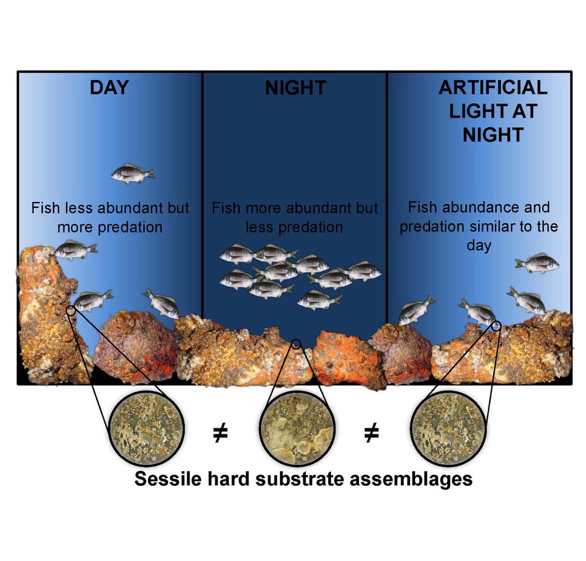 First paper for our fab PhD student <a href="/damon_bolton/">Damon Bolton</a> &amp; he made an infographic! #lightpollution sciencedirect.com/science/articl…