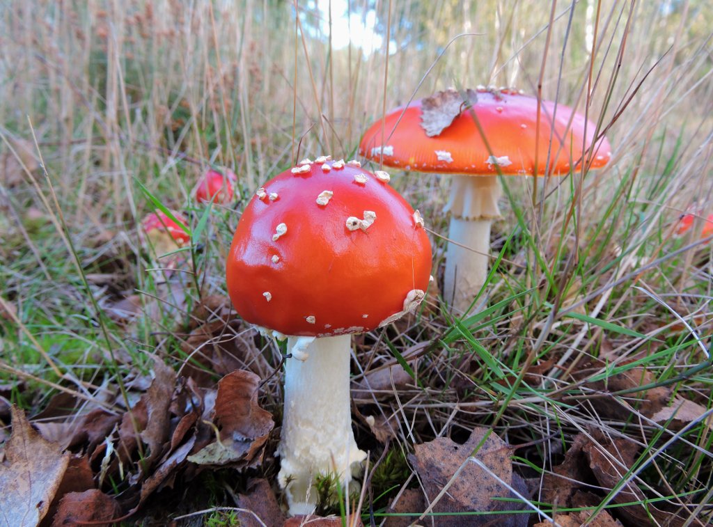 CRCuthbert's tweet photo. After the rain, the magical sight of Fly Agarics popping up under the Silver Birches on the heath @SuffolkBIS @ukfungusday @NatureUK https://t.co/91VkqxbvpU
