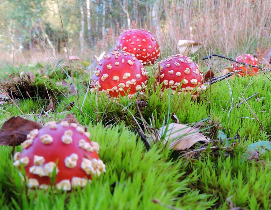 CRCuthbert's tweet photo. After the rain, the magical sight of Fly Agarics popping up under the Silver Birches on the heath @SuffolkBIS @ukfungusday @NatureUK https://t.co/91VkqxbvpU