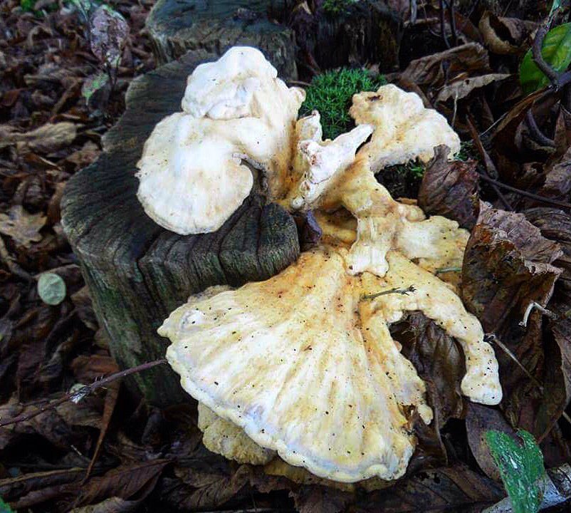 JSpilleman's tweet photo. Wandeling op en rond de Herikerberg bij #Markelo #twente #herfstsfeer https://t.co/Dxx0JP3p2l