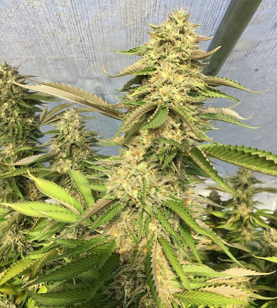 bio_vortex's tweet photo. @abstractnaturefarm doing an awesome job with #versacedog (#versaceog × #blackdogkush) fro… https://t.co/3pN4PkfPIO https://t.co/XqwHXXCjxY