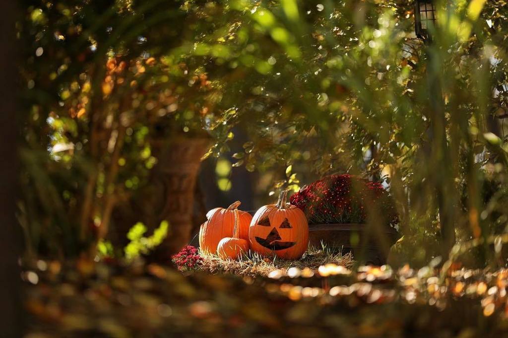 DaleMcDPhotog's tweet photo. That time of the year. #pumpkins #jackolanters #theoutdoors #sunshine #fall #mohicanstatepark @landollscastle https://t.co/0CZFjICfXx