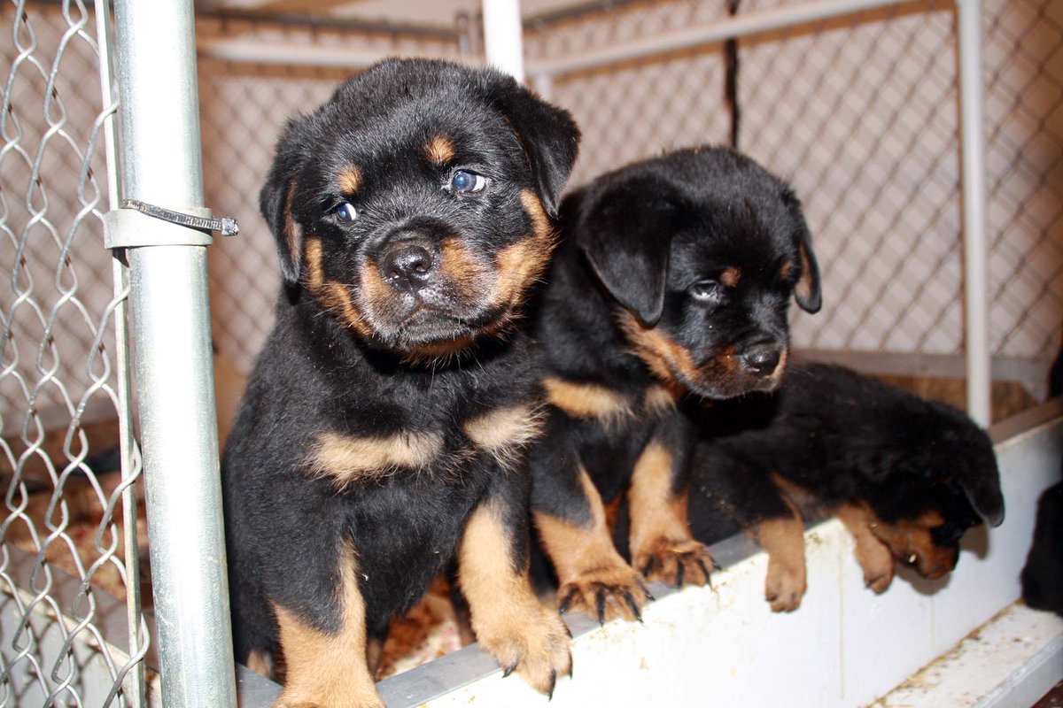 akc rottweiler puppies