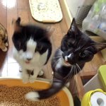 仲間にアッパー食らわす猫ｗ高速すぎて殴られてる方ブレブレなんですが!