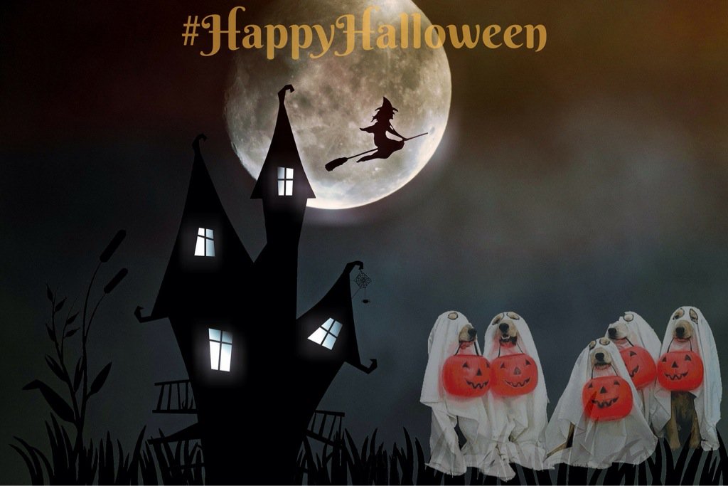petsintheworld's tweet photo. #Halloween è alle porte, facciamo in modo che sia un momento di felicità per noi e i nostri #pets #happyhalloween https://t.co/fTl7htWkyY