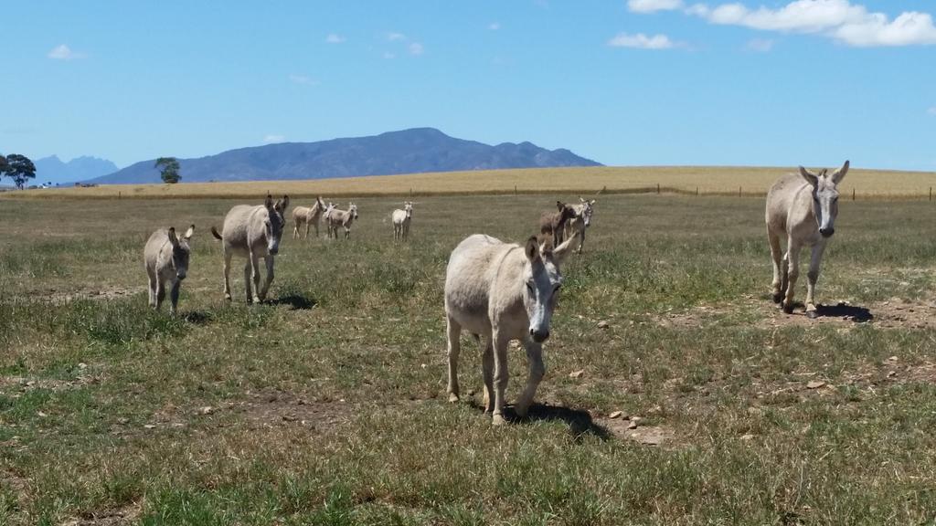 DrStanfordBlade's tweet photo. Pretending these are #quaggas until some spoilsport reminds me they are extinct. Cool #science angle (we saw these!) https://t.co/rcmBebf6Td https://t.co/ggMaDMhO7q