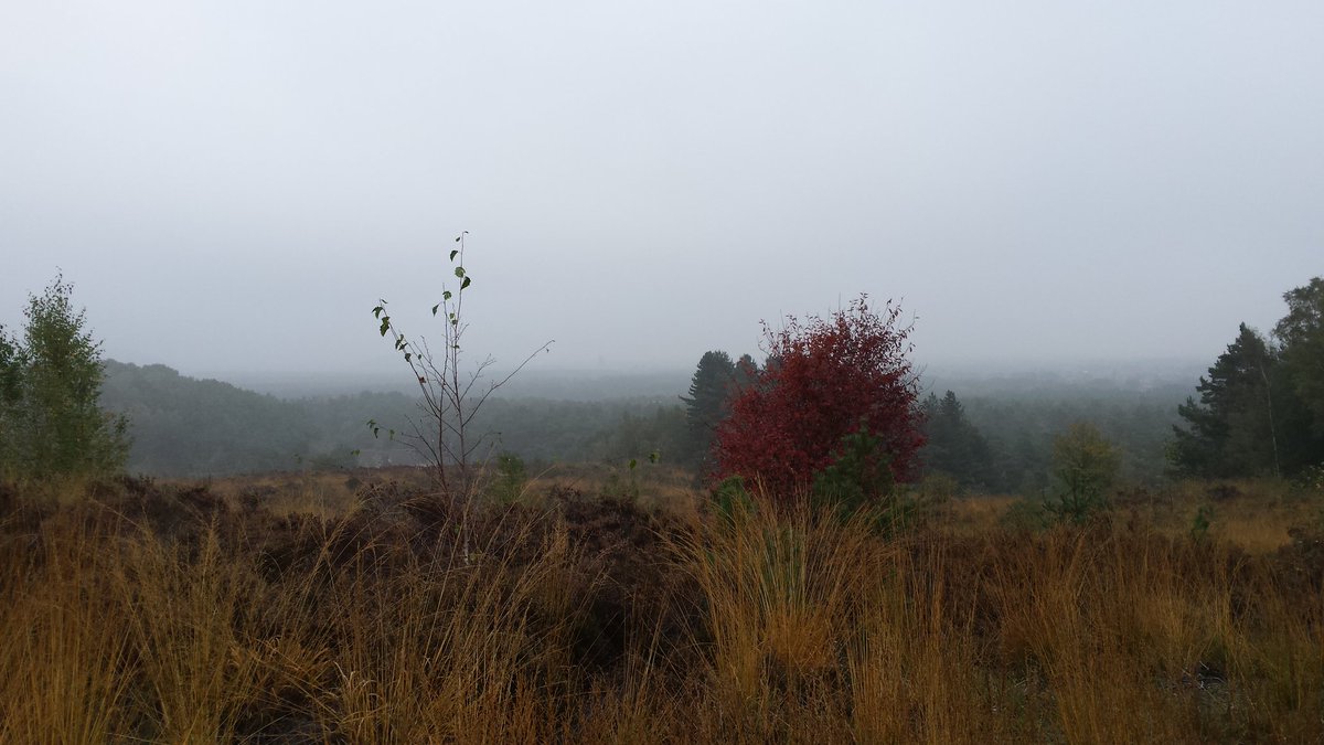 ISuffeleers's tweet photo. Niet alleen ochtendgrijs vandaag , maar ook 'middaggrijs', @frankdeboosere . #mechelseheide en #Eisden in de mist. https://t.co/28TjY159h1
