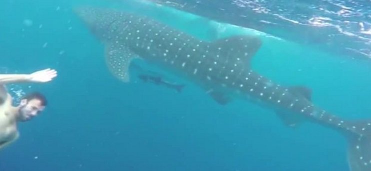 In case you missed it, here is what fisherman said about swim with whale shark off Miami  fw.to/gqnV9bO?utm_me… https://t.co/gY8xLpihQ0