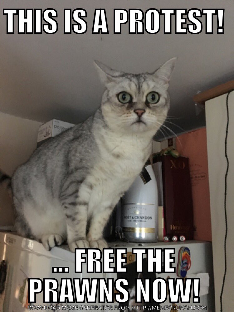 kitty_mojo's tweet photo. this is a #protest! https://t.co/5ZBRjnyMUJ