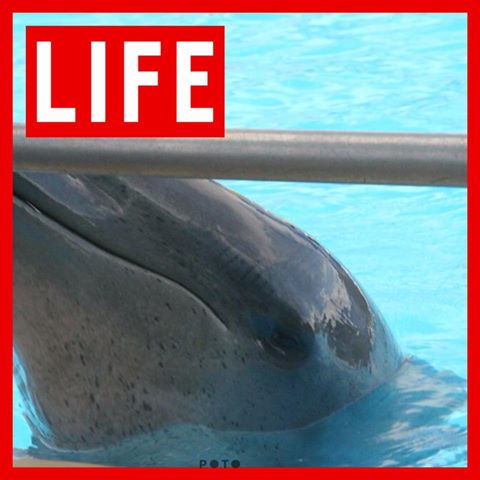 TristianSpirit's tweet photo. It's been 46 Years, behind bars in #Australia
#DolphinMarineMagic
Please don't fund #AnimalCruelty
#HelpBucky https://t.co/cqcQwLsN23