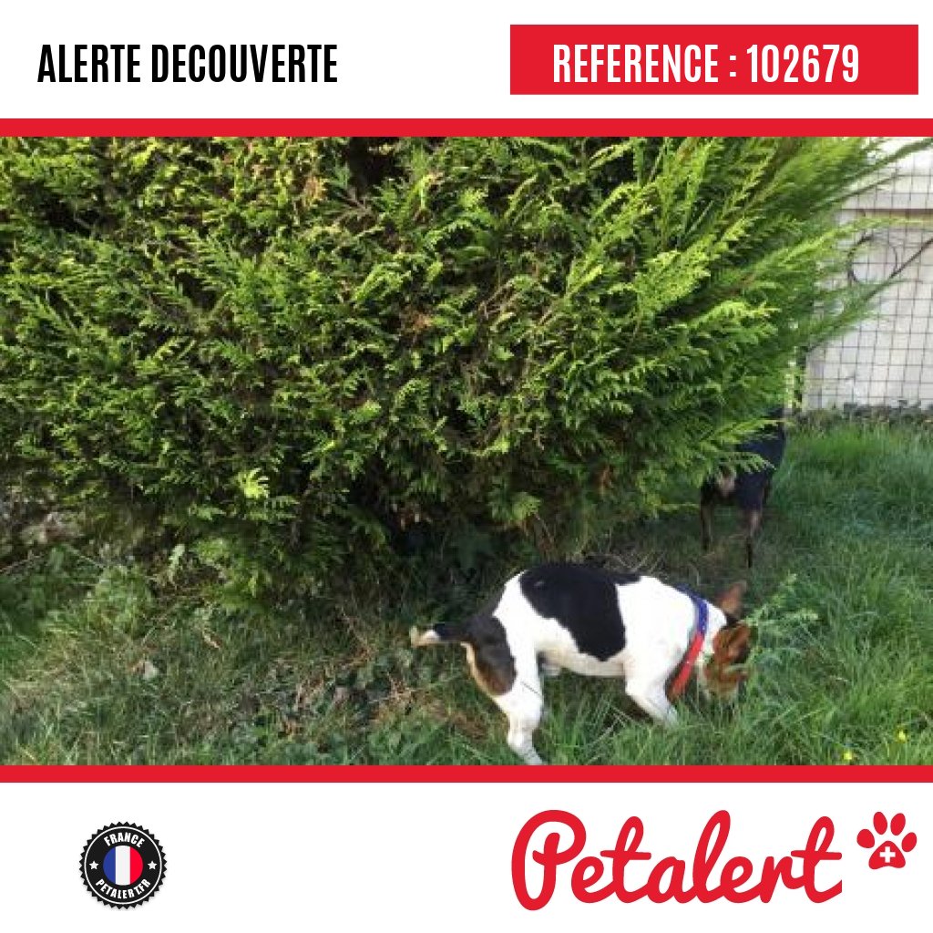 petalert_france's tweet photo. Trouvé #Chien #Aisne #Monthiers #Petalert #Pet #Alert / https://t.co/NT4PNt53c3 https://t.co/aUGsg7ORzM