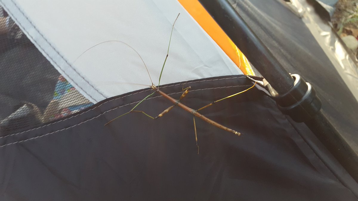 tuttlefox's tweet photo. At least 25 years since i have seen one of these beautiful creatures "walking stick"
#adapttoyourenvironment https://t.co/2T5D0X2Oma