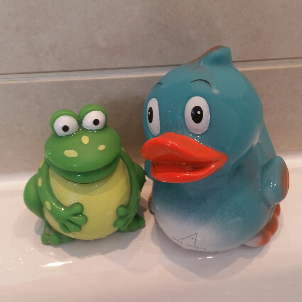 PhilipArdagh's tweet photo. My #ApexDuck is having a quacking time. He's had his first bath, met some some fellow pro-remain ducks, and made friends with Frog! #dundee https://t.co/QKybnW2gcf