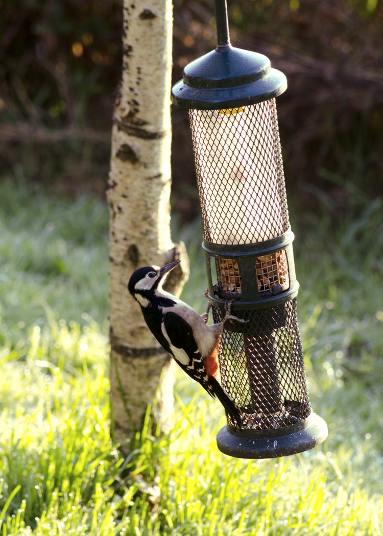 HeliganGardens's tweet photo. This great spotted woodpecker was spotted near the hide showing how important it is to keep your feeders topped up at this time of year. https://t.co/NCcLHzrfEA