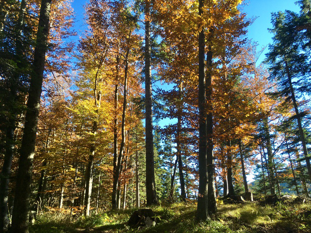alayron's tweet photo. #Schabenreitnerstein #Auffi 1143m #fabsBerg 😂 https://t.co/AICIjr4FaT