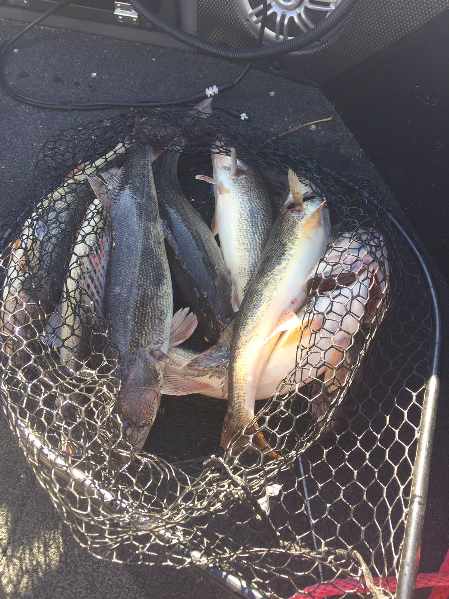 EvanPheneger's tweet photo. Can't wipe my smile off! Greg Krull and I WON the 45 boat Saugerama tourney on P4 with 14.26lbs for 8 fish! Three way rigs on current seams! https://t.co/G7xsrmoP3c