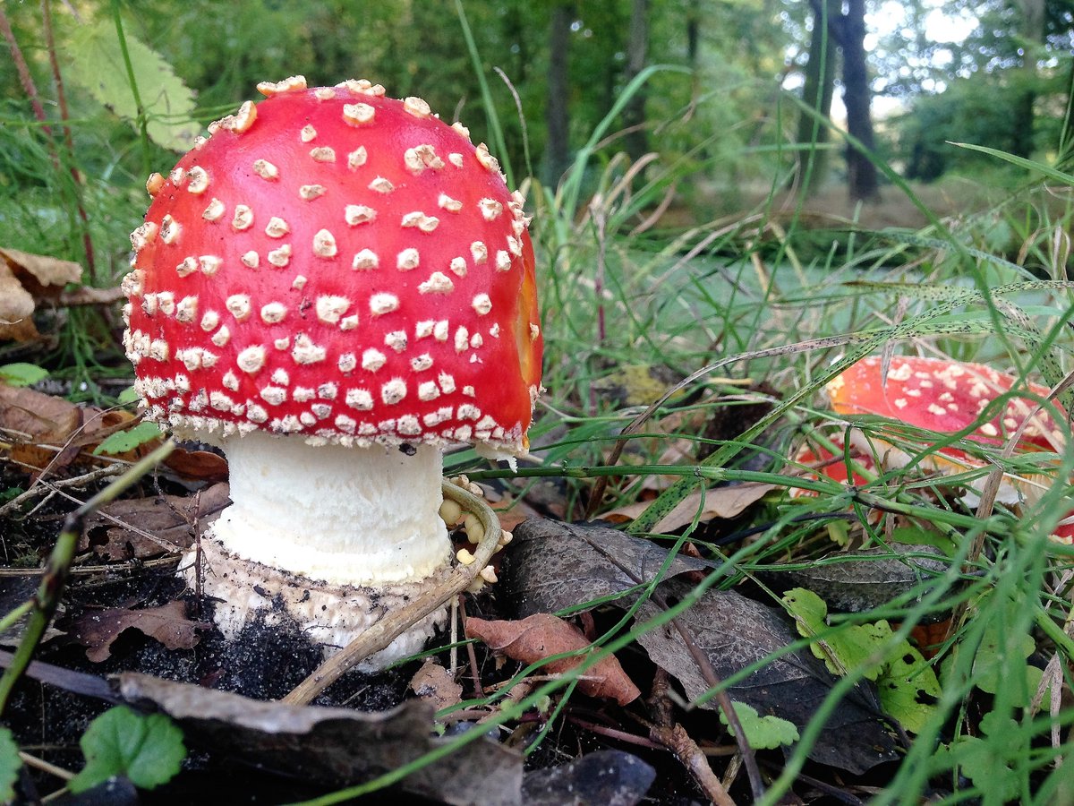 'Oobstakels' tijdens de wandeling. Genieten vd herfst en zijn kenmerken. Rood met witte stippen: Niemand thuis, ook niet bij de buren.