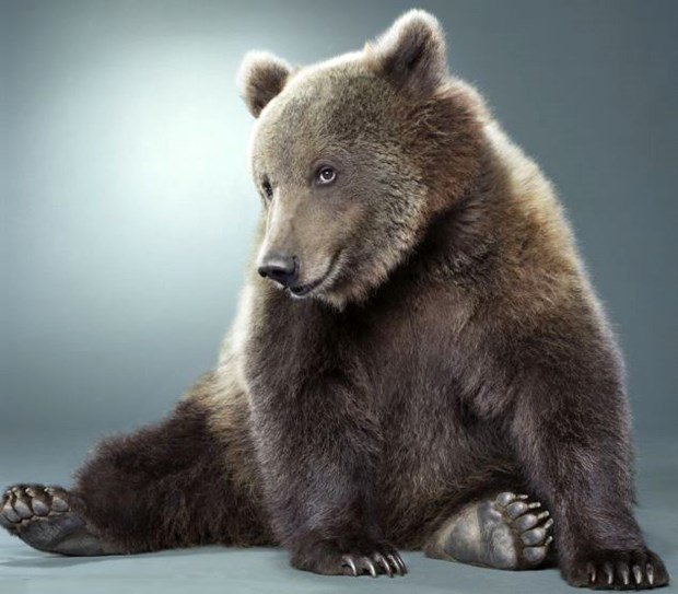RussiaBrides_'s tweet photo. #SundayFunday Russian Brown Bear Cheyenne ...I'm sexy and I know it https://t.co/248satENXT