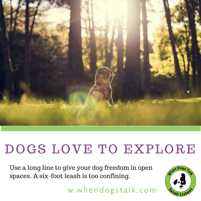 SarahSaysPets's tweet photo. Build your dog’s confidence! https://t.co/waxDPMdwaY #moderndogparenting #bestdogbook #doglover #furbaby #dogs #puppy #dogbook #dogtrainer https://t.co/SDTgDEx0Zq