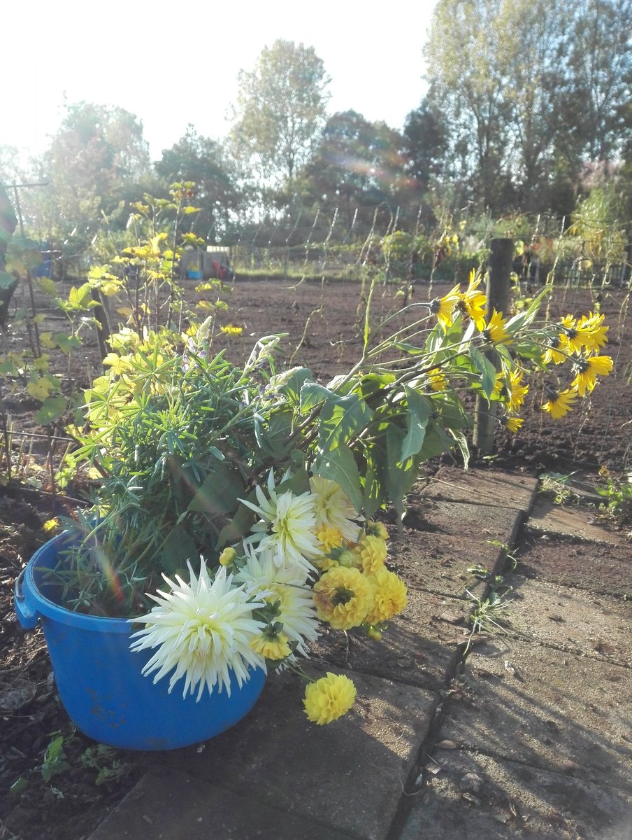 Dat wordt een mooie bos, als beloning voor hard werken in de moestuin ;-)