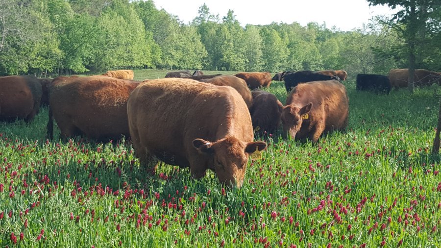 GallagherNA's tweet photo. Amazing Grazing Expert @Rccbeef Talks #CoverCrops with @cowgirljesse https://t.co/E8ArYwz1XZ #AgChat #OnPasture https://t.co/KYdxdb7XoB