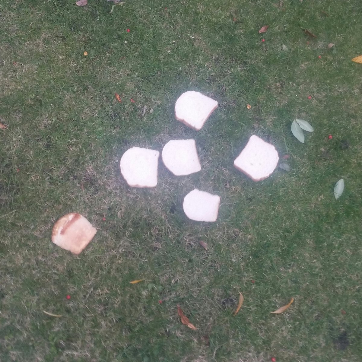 Dad's fed the birds today