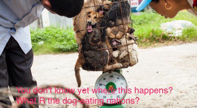 marzia4animals's tweet photo. @RepDianeBlack https://t.co/UJqDDFD913 🙏🏻In the name of Humanity I beg u 2 support #HR752 by @RepHastingsFL 2 ban #Yulin & #Enddogmeattrade https://t.co/S2dWNYeioY