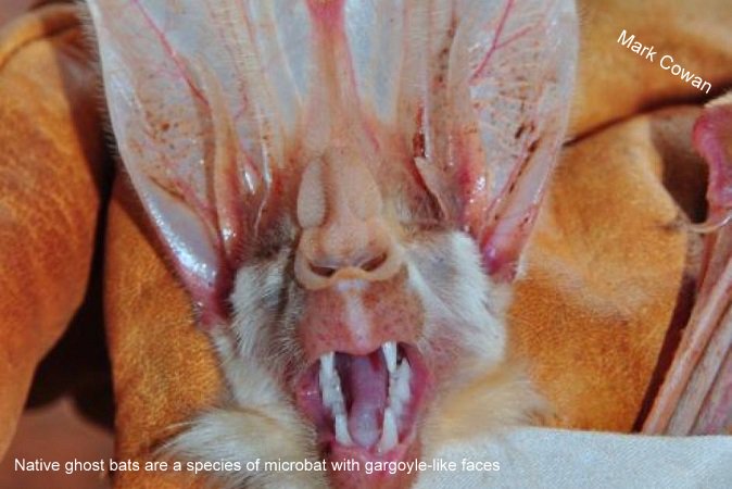 Bats_Rule's tweet photo. Australian mammals deemed 'ugly' have attracted little research effort and funding https://t.co/vtx8aZrypS #batsrule #batissues https://t.co/lotCbkNw7B