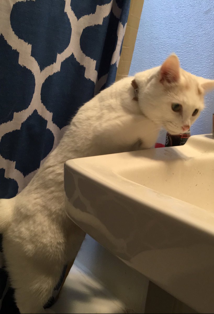 catsof_1837's tweet photo. Mommy I really like this sink, I want to brush my teeth like a people too! https://t.co/CStziEpLUb