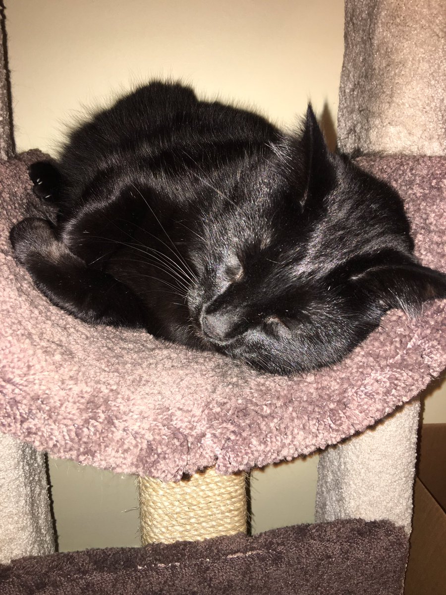 catsof_1837's tweet photo. Mommy please just let me sleep I have no time to cater to your needs https://t.co/y2OMUamMvo