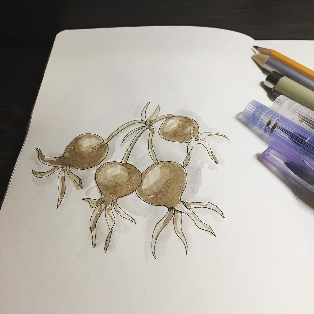 pixeldiva's tweet photo. Rose Hips.
#10minsbeforebed #art #indiaink #walnutink #expressivebrushwork #doitforthepr… https://t.co/bzTaWPp0gA https://t.co/iQi93AtZUA