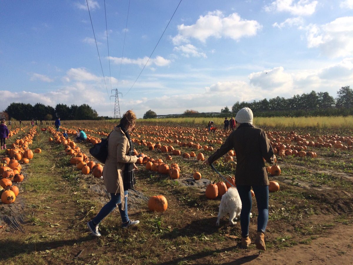 Fransmith3ox's tweet photo. Autumnal days are my fave ☺️🍁🍂🌰 https://t.co/CXfeV4G6oA