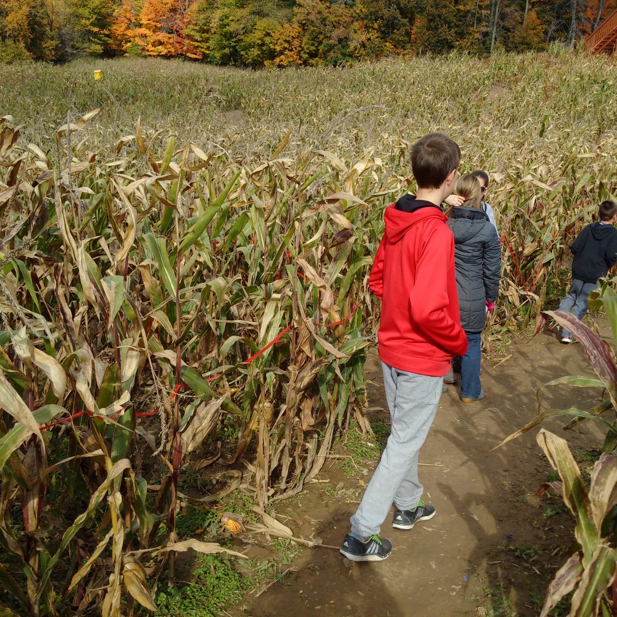 G_Switzer's tweet photo. Children of the Corn Maze. #HowellsPumpkinPatch https://t.co/Mjhdb0Mmeq