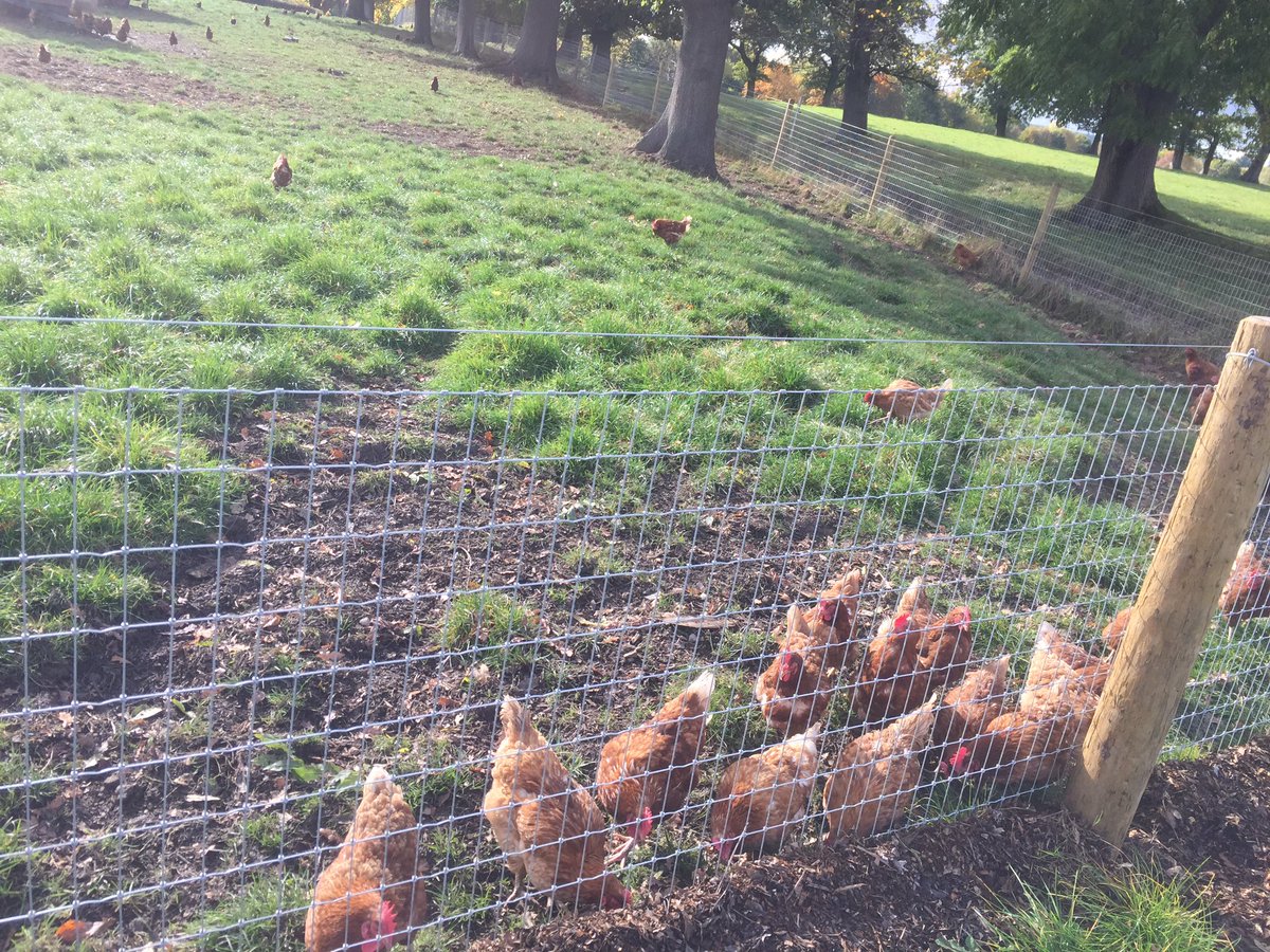 tobyperkinsmp's tweet photo. Lovely walk up to Chatsworth Rd Farm this am to collect eggs&amp; have a coffee overlooking #Chesterfield Anyone else visit Adam's Happy Hens? https://t.co/rFKcJOtmqM