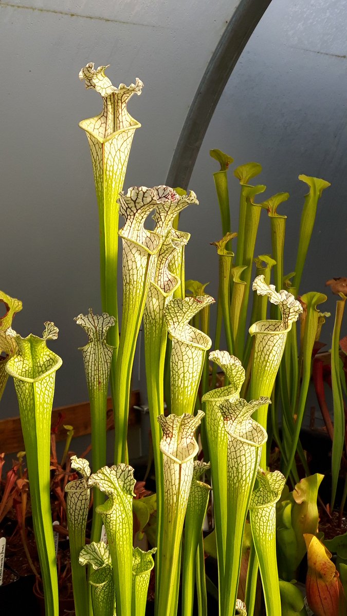 WWickedPlants's tweet photo. Who's got the 'London look' ?! #RHSLondon #shadesofautumn 28th/29thOct @WWickedPlants @ScampstonHall #Lindleyhall #finaldisplay :) @The_RHS https://t.co/yZ1HUMZaQb