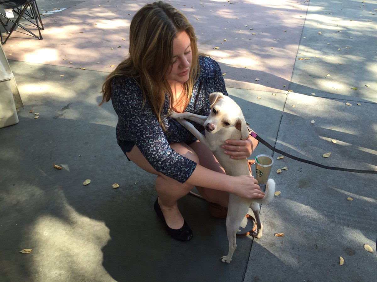 LeticiaOrdazTV's tweet photo. Come out to Central Park in Davis. UC Davis vet students holding a free adoption event today from 11 to 3 @kcranews 
No fees for microchip. https://t.co/Y6SGxfwxY3