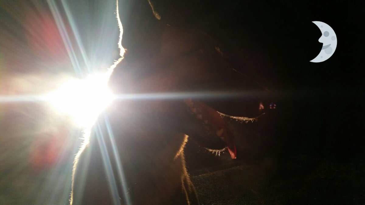 StaffsDogs's tweet image. #PdAce🐕will be the protector of the night shift🌚#24/7 StaffsDogs supporting communities/Colleagues across Staffordshire🏡🏣🏚👮🏼🚨